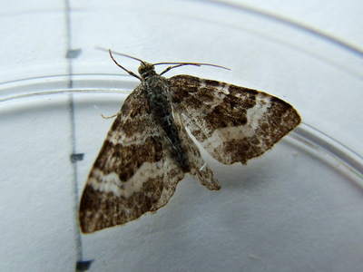 Common Carpet